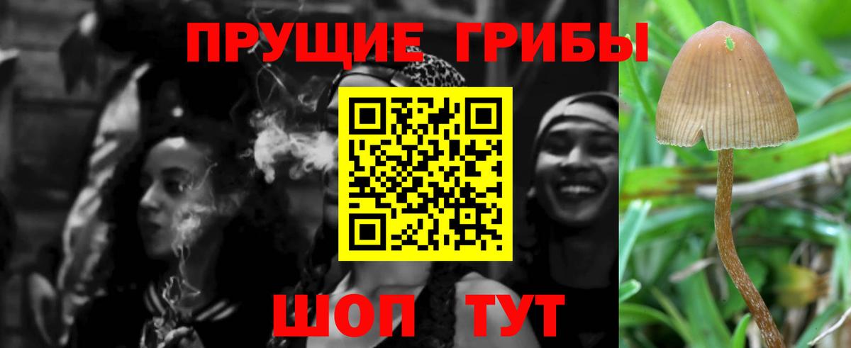 Псилоцибиновые грибы Cubensis Кисловодск